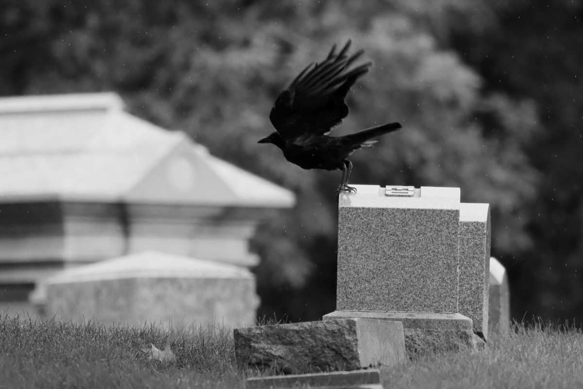 American Crow - Katharine Spencer