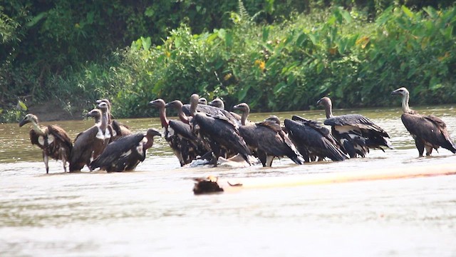 White-rumped Vulture - ML610005446