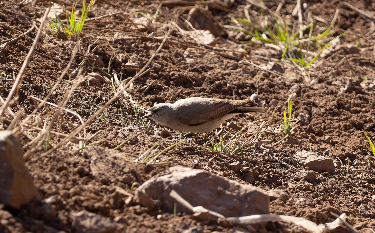 Black-fronted Ground-Tyrant - ML610005641