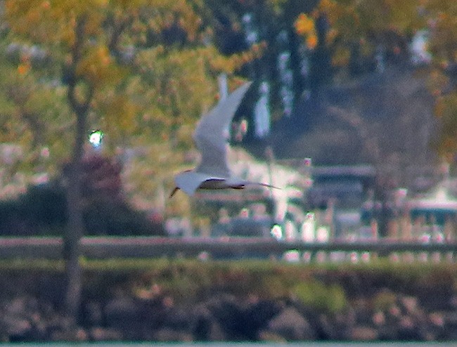 Caspian Tern - Nancy Anderson