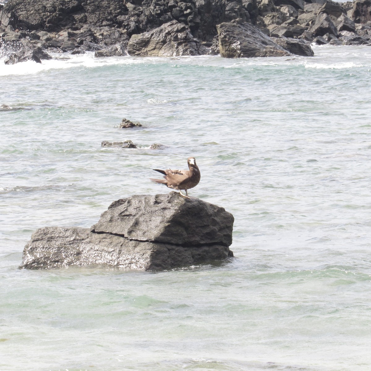 Brown Booby - Andrea Ferrari