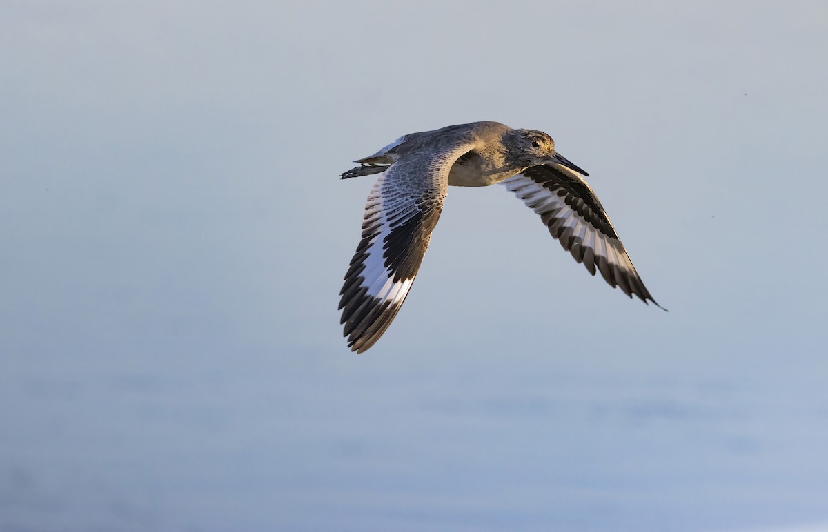 Willet (Western) - ML610005809