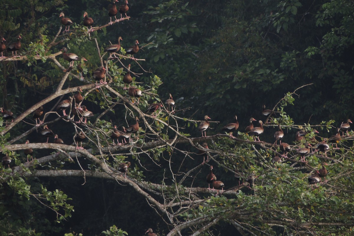 Black-bellied Whistling-Duck - ML610005825