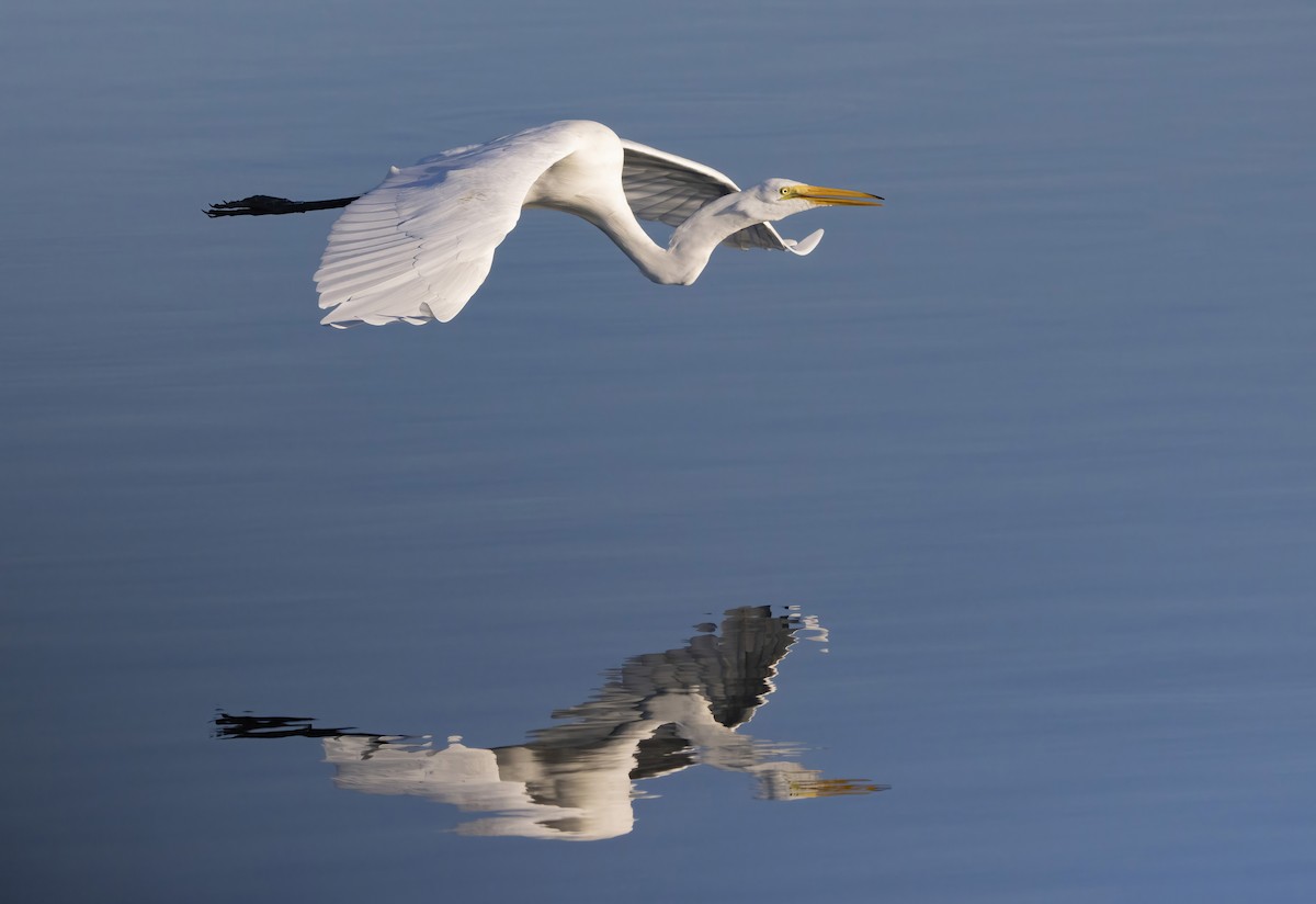 Great Egret - ML610005830