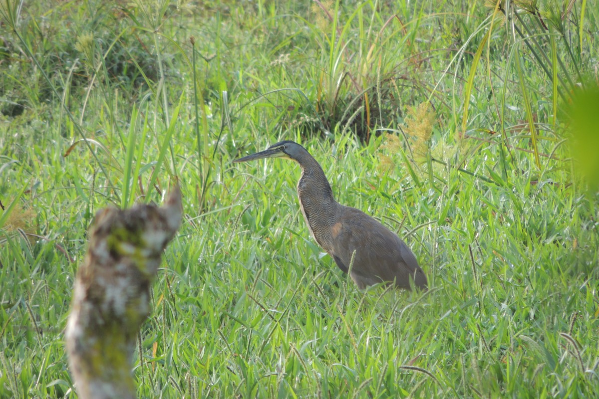 Bare-throated Tiger-Heron - ML610005859