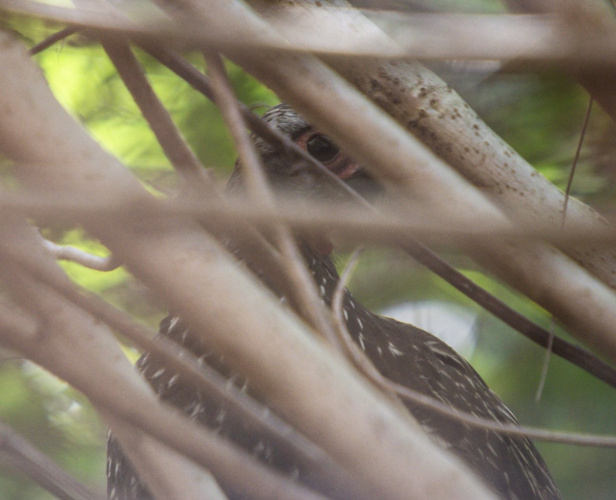 Red-faced Guan - ML610005876