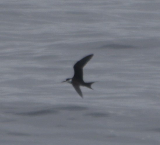 Sooty Tern - Lancy Cheng