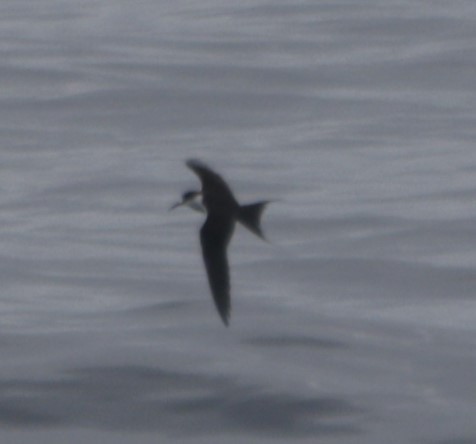 Sooty Tern - ML610005892