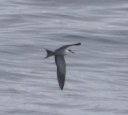 Sooty Tern - ML610005893