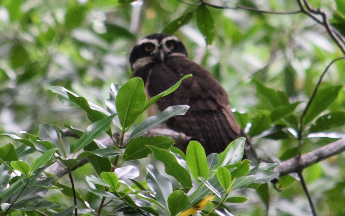 Spectacled Owl - ML610005970