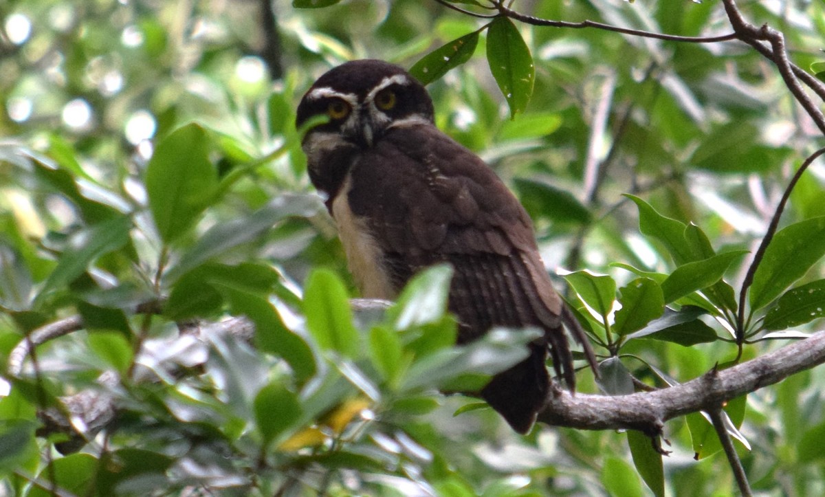 Spectacled Owl - ML610005971