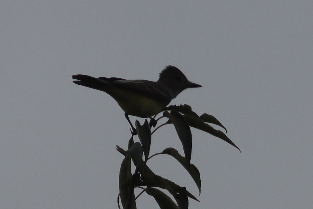 Great Crested Flycatcher - ML610005979