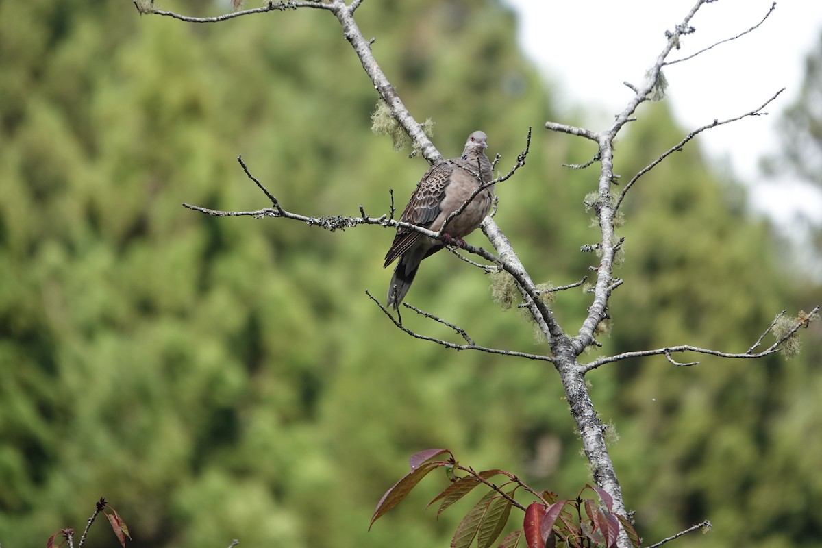 Oriental Turtle-Dove - ML610006130