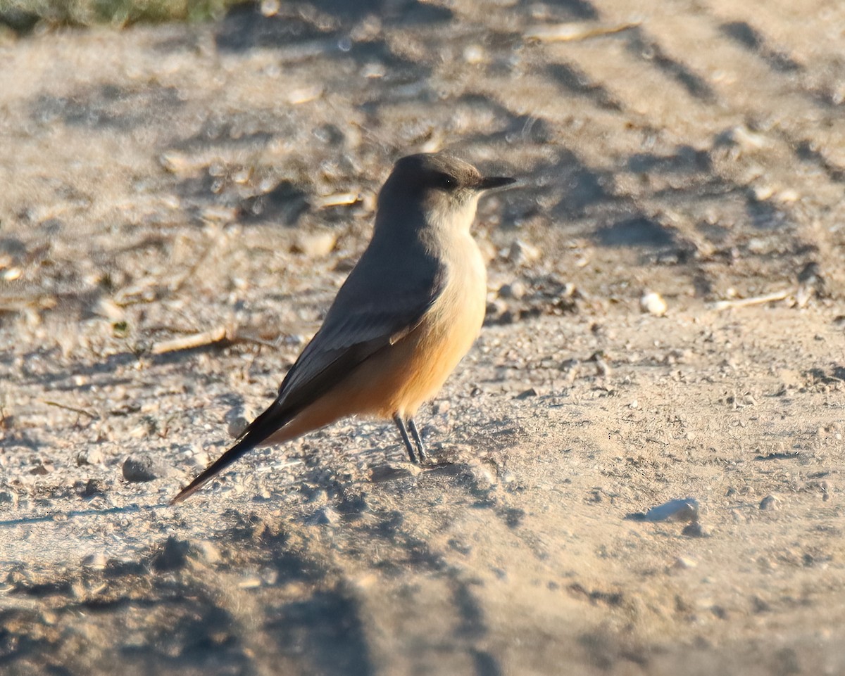 Say's Phoebe - Sally Veach