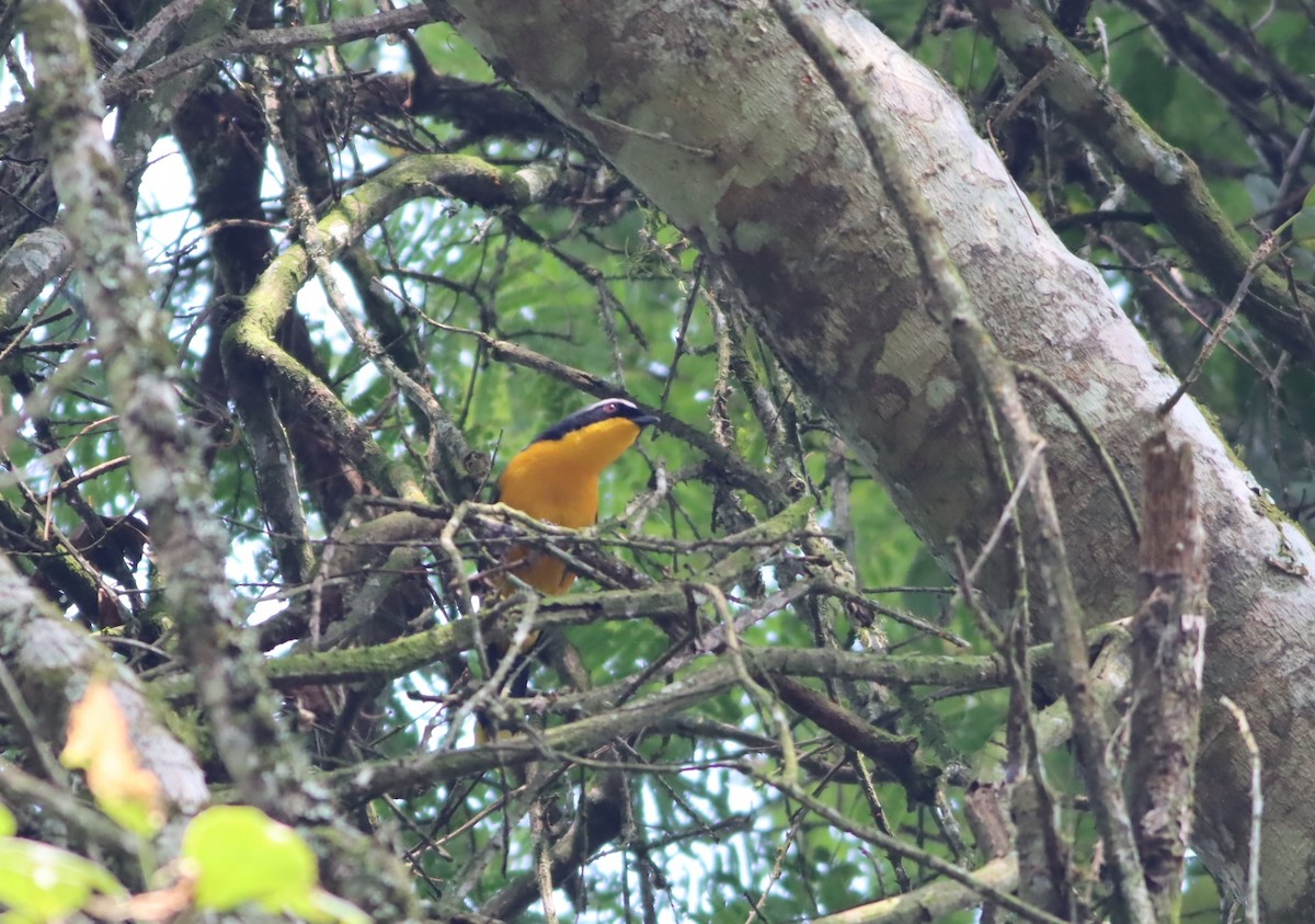 Many-colored Bushshrike - Thomas Plath