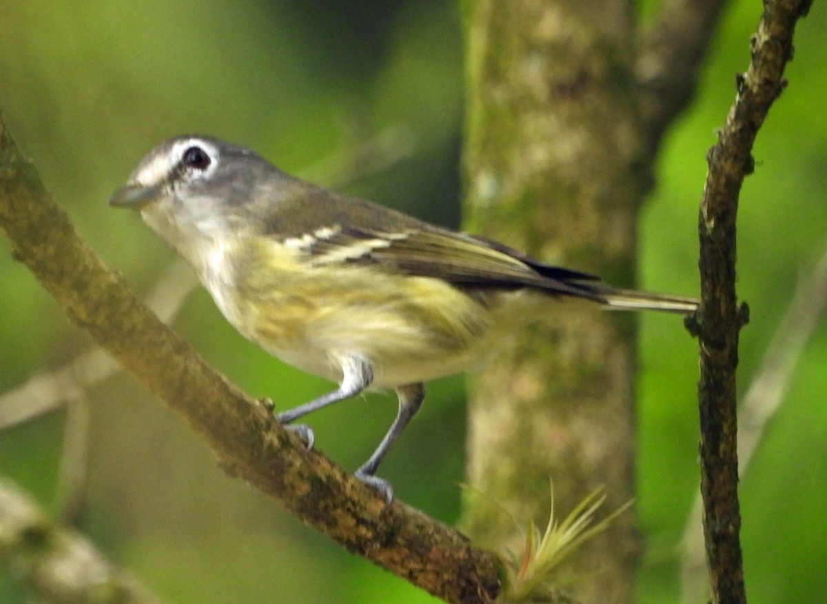 Vireo Plomizo (notius/montanus) - ML610006180