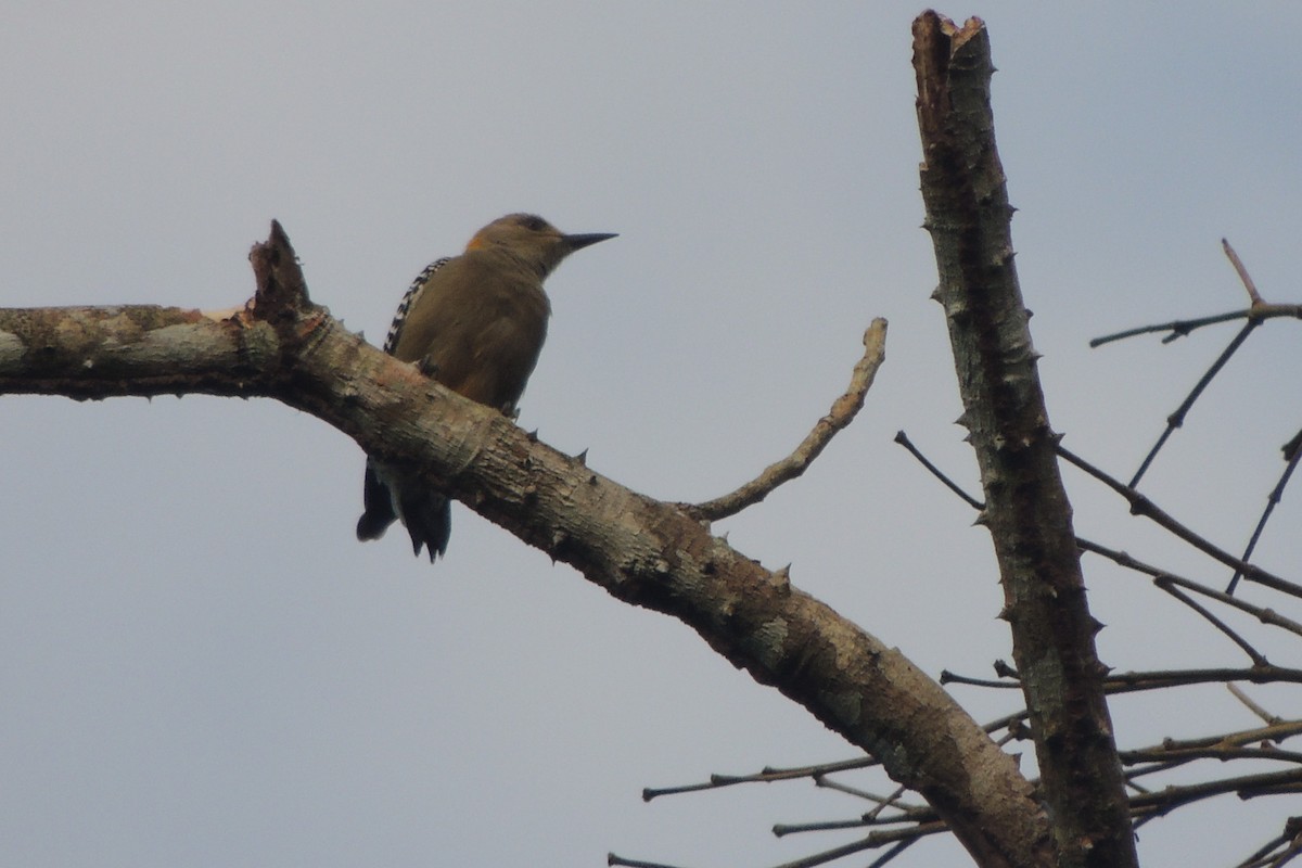 Hoffmann's Woodpecker - ML610006210