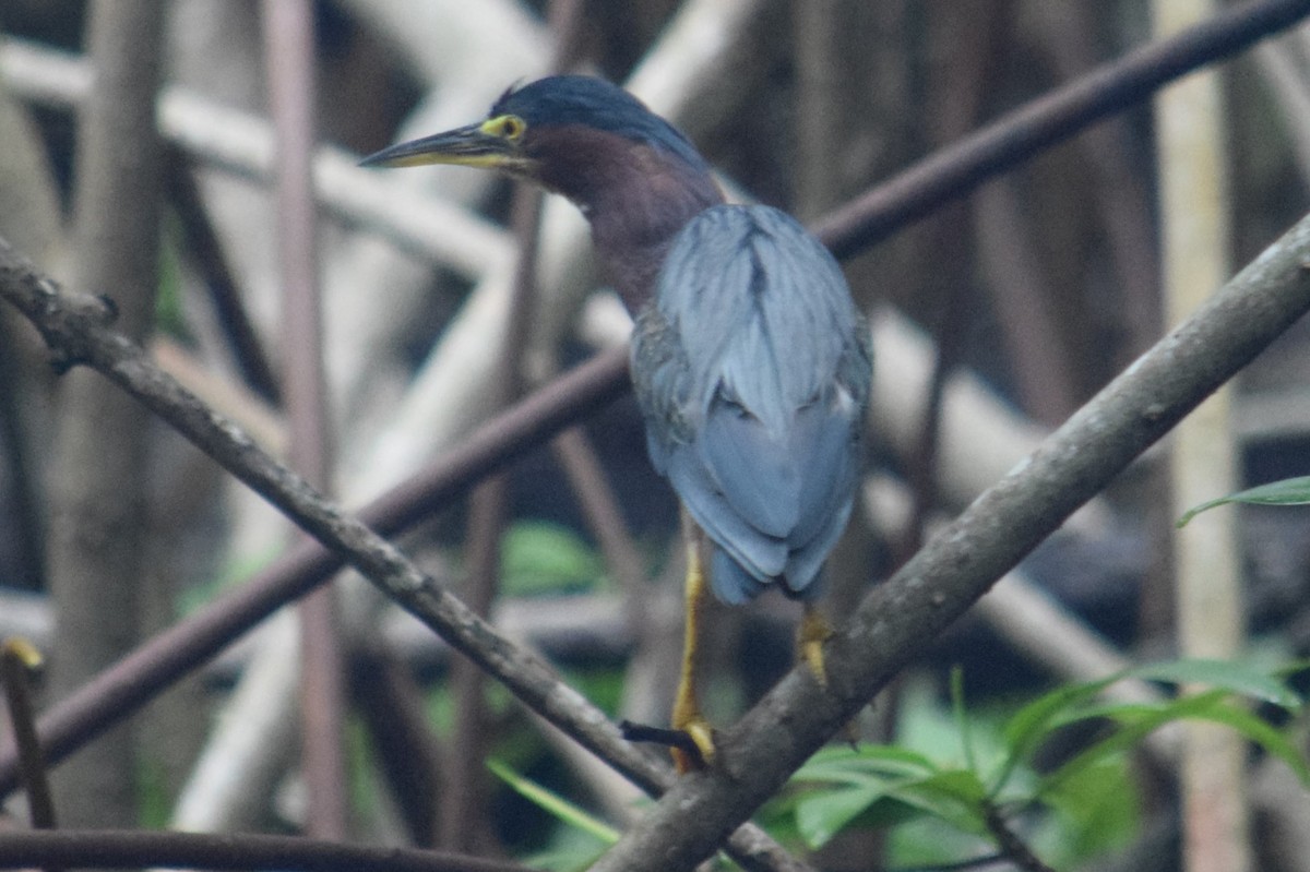 Green Heron - Nestor Herrera