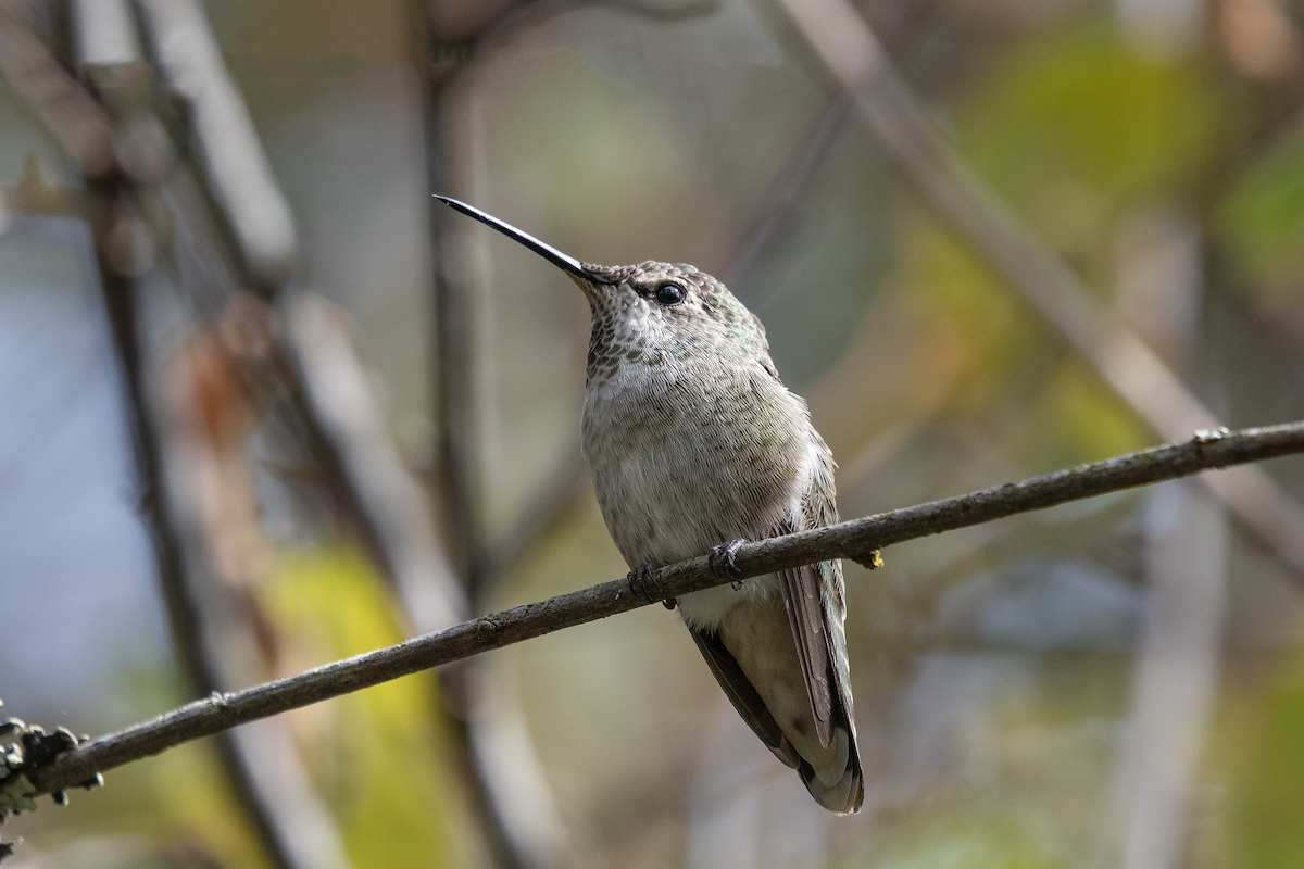 Anna's Hummingbird - ML610006294