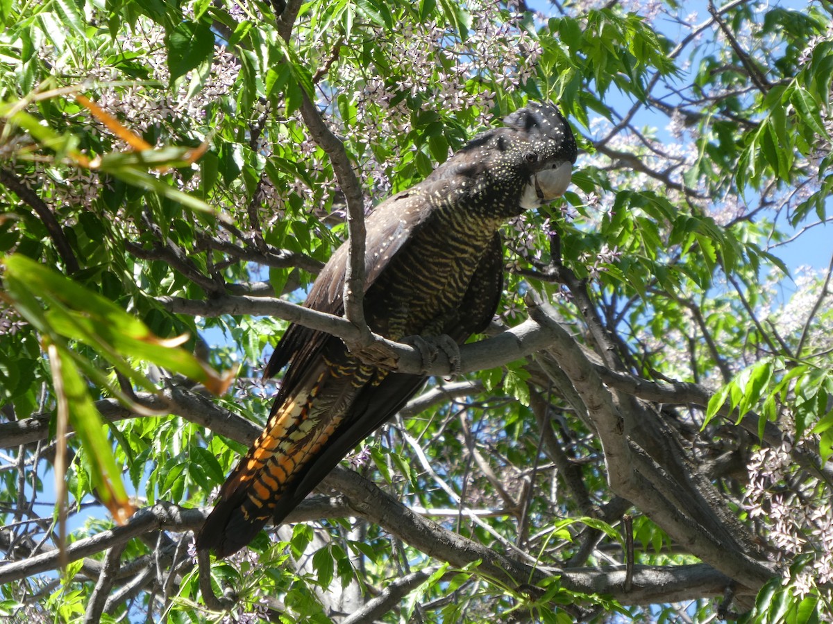 Red-tailed Black-Cockatoo - ML610006301