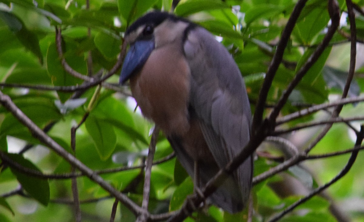 Boat-billed Heron - ML610006303