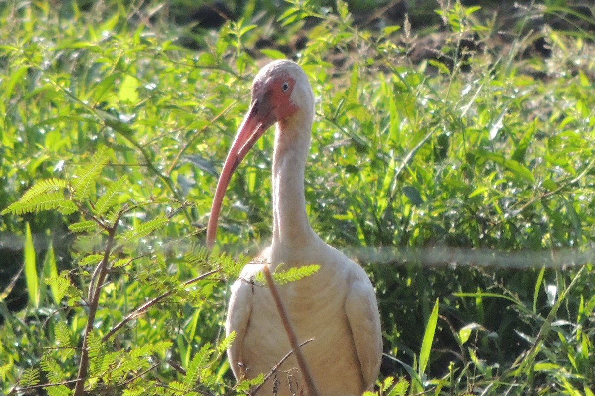 White Ibis - ML610006314