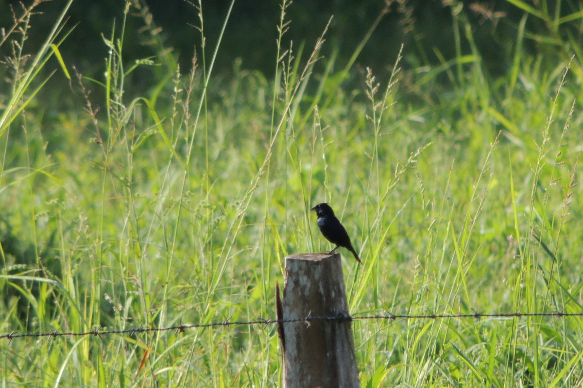 Variable Seedeater - ML610006333