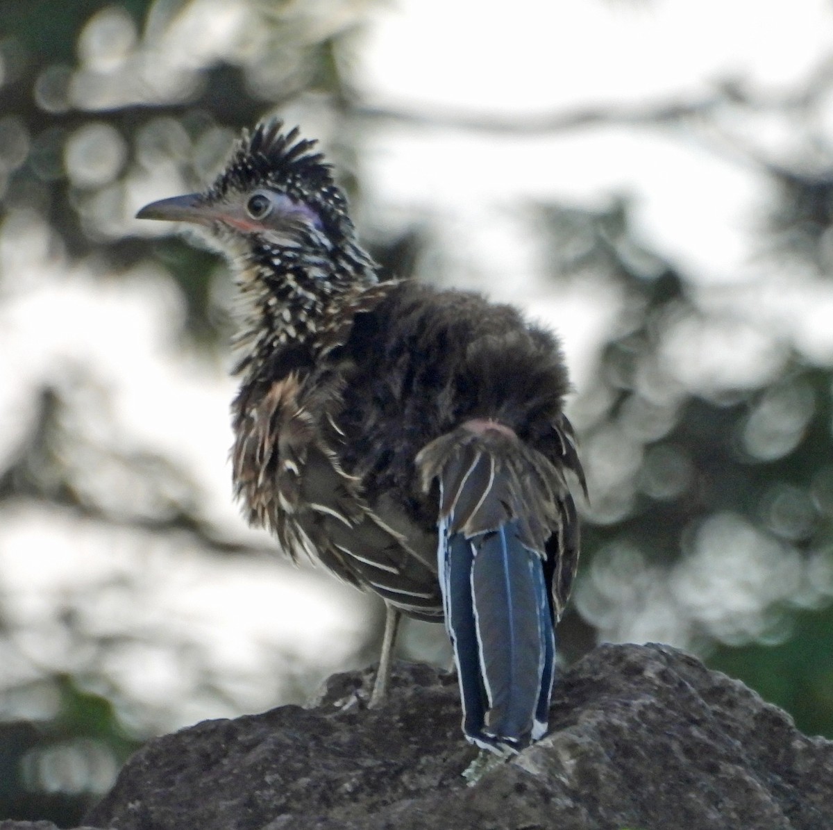 Lesser Roadrunner - ML610006349