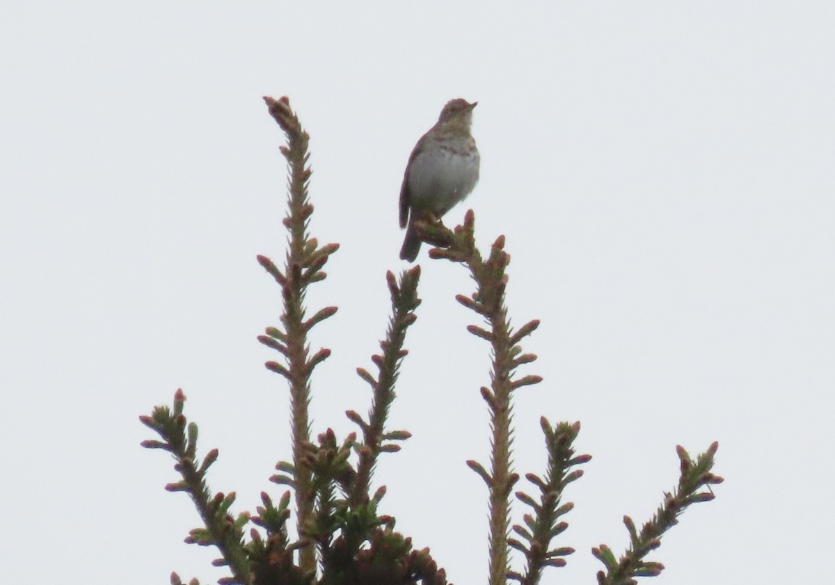 Swainson's Thrush - Oliver  Komar