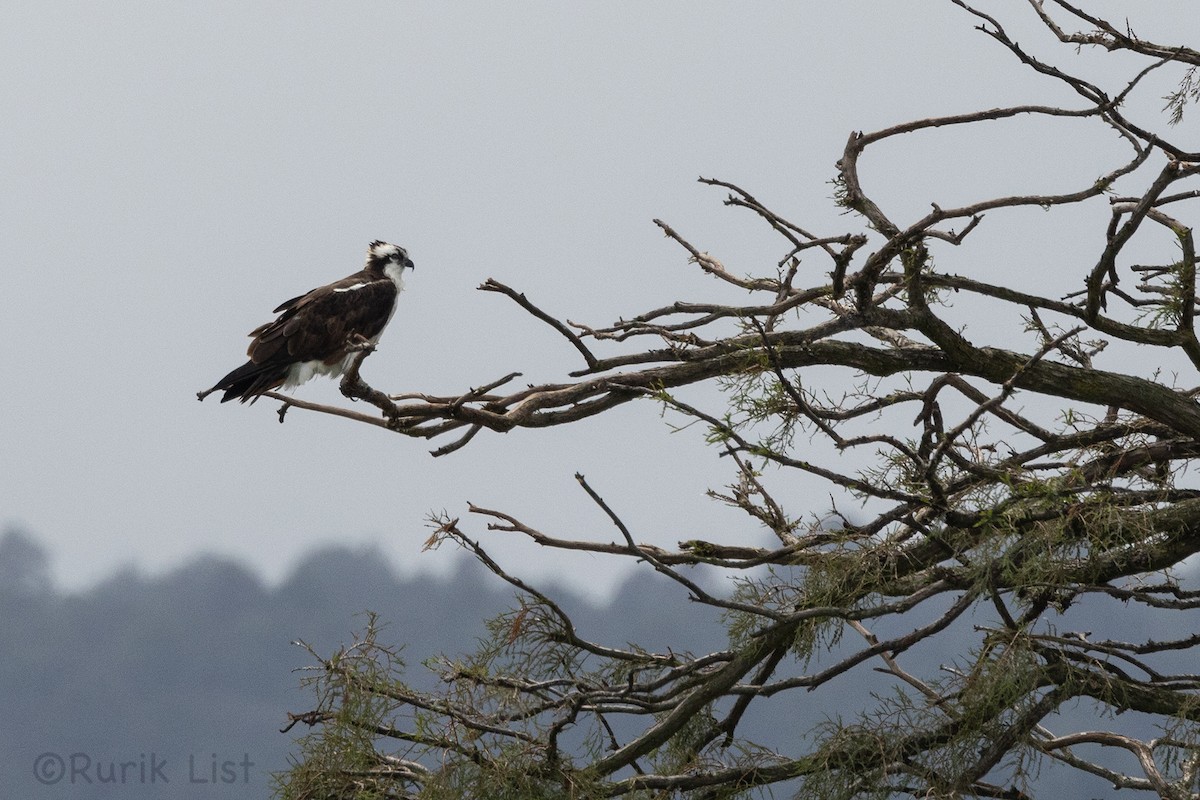 Águila Pescadora - ML610006423