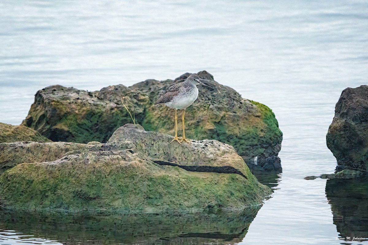 Greater Yellowlegs - James Johnston