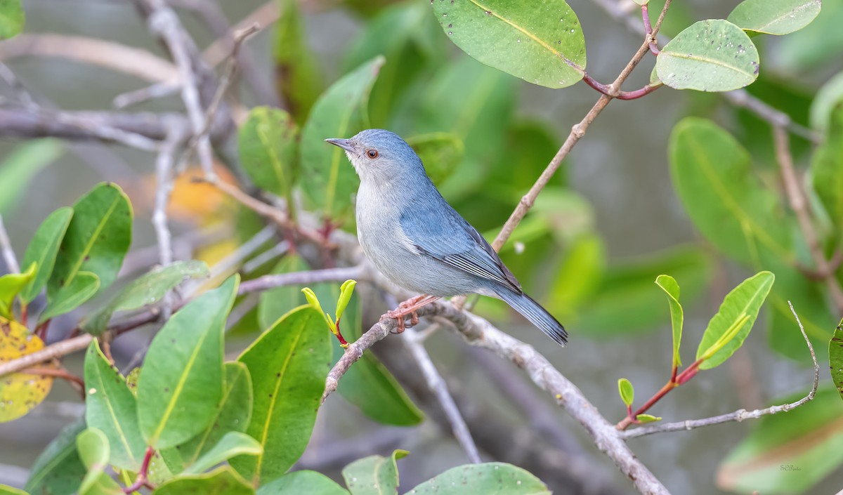 Bicolored Conebill - Shailesh Pinto