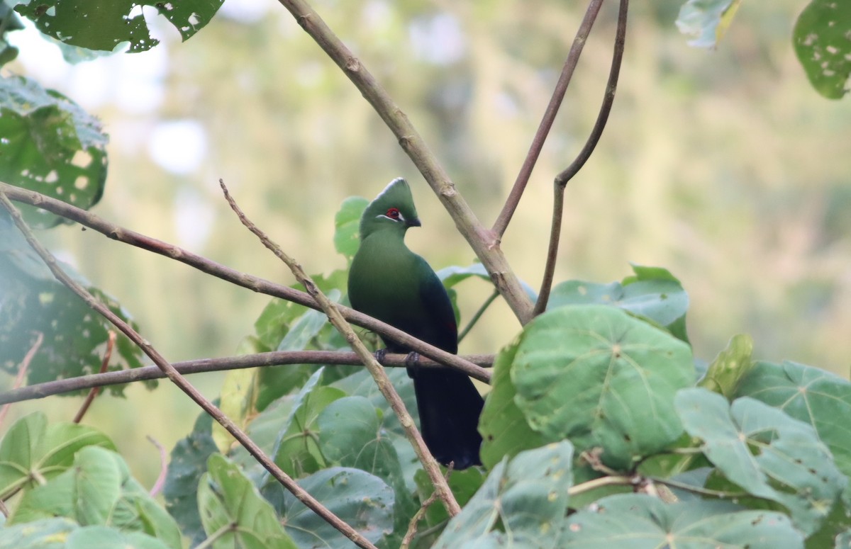 Turaco Piquinegro - ML610006511