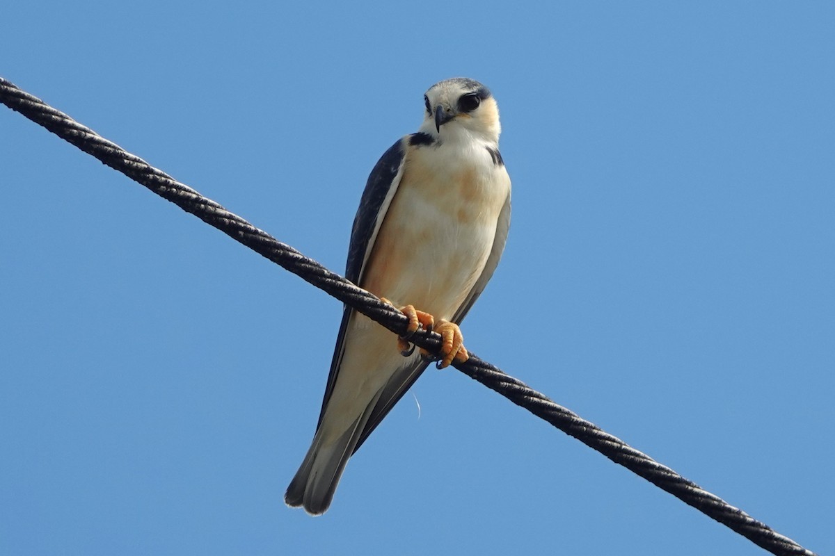 Pearl Kite - Julien Piolain