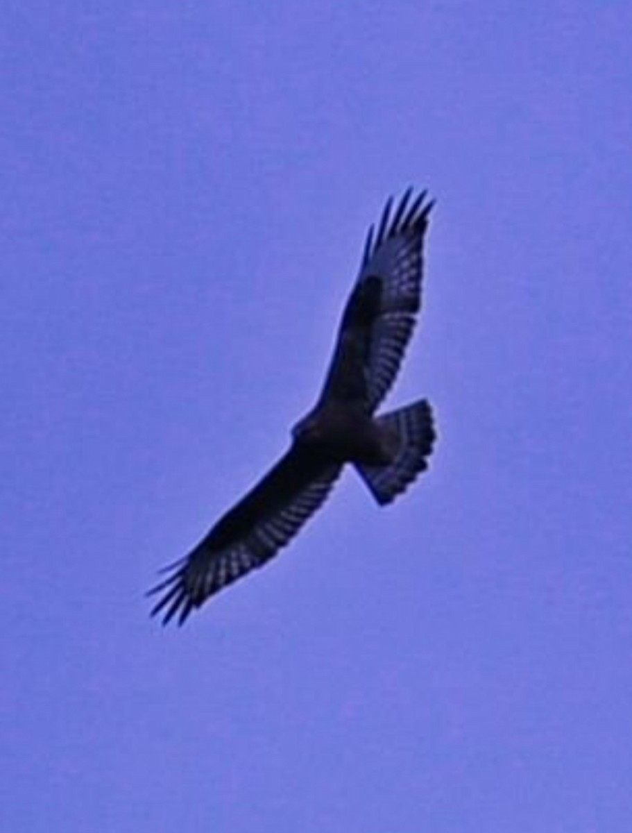 Rough-legged Hawk - ML610006565