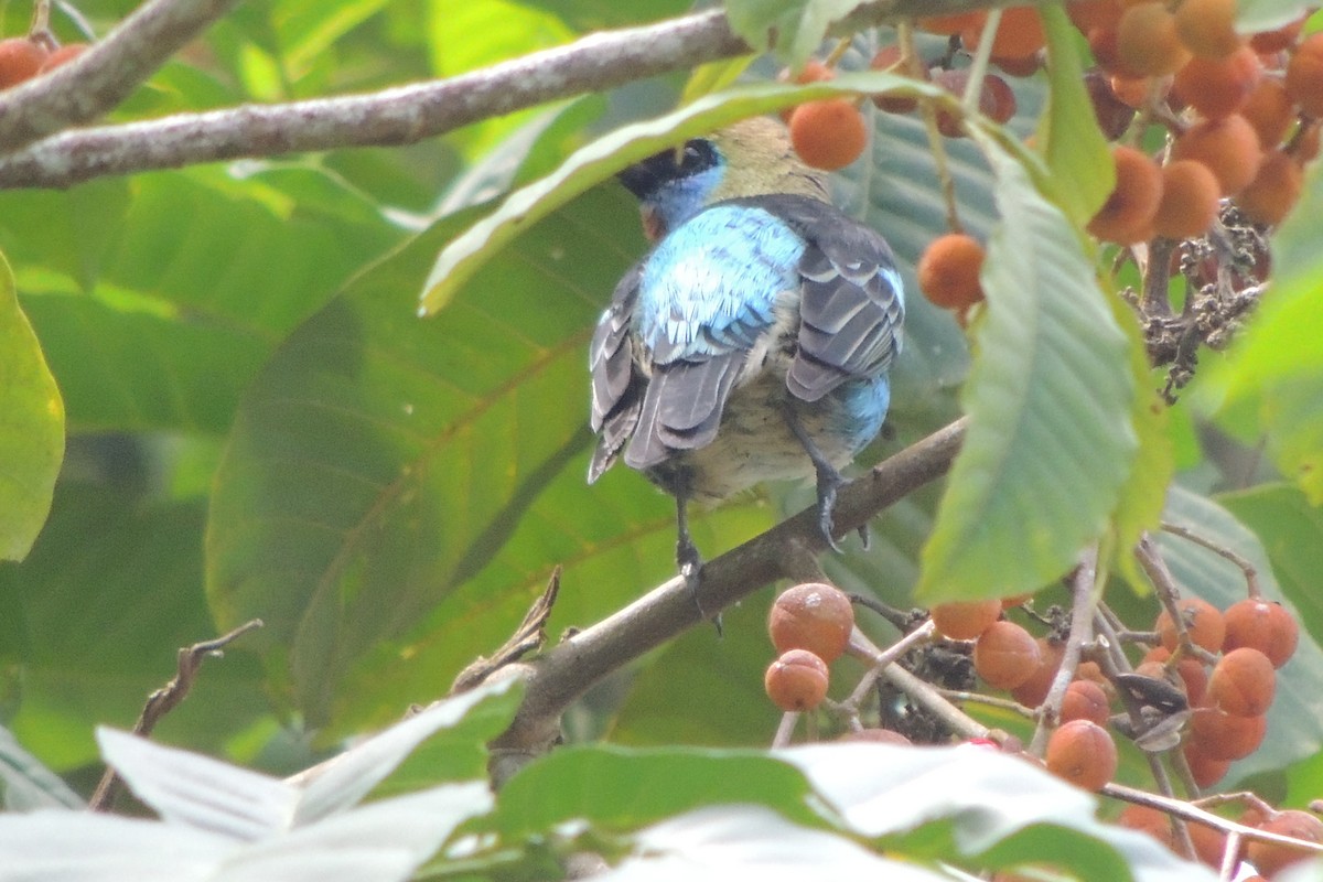 Golden-hooded Tanager - ML610006601