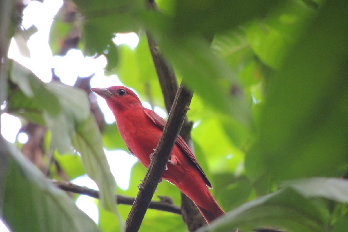 Summer Tanager - ML610006620