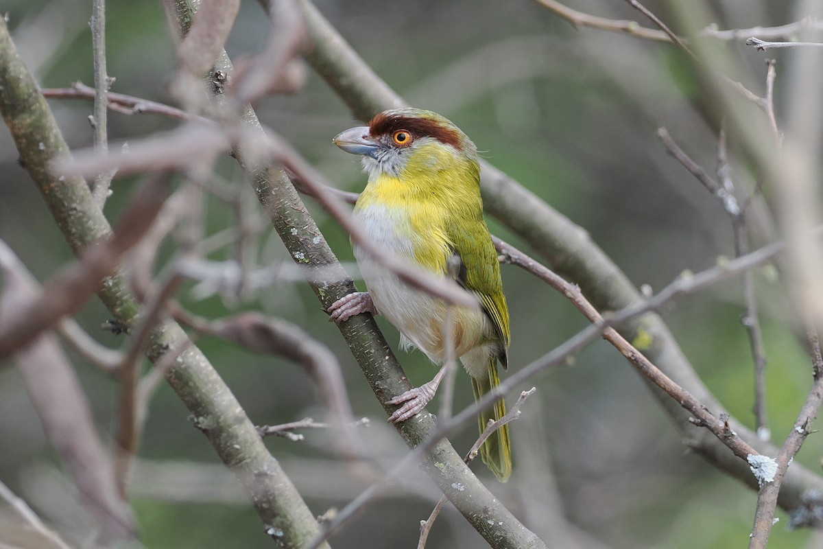 Rufous-browed Peppershrike (Yellow-backed) - ML610006629