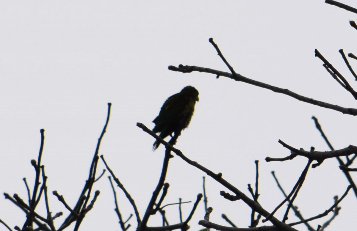 Orange-chinned Parakeet - ML610006655