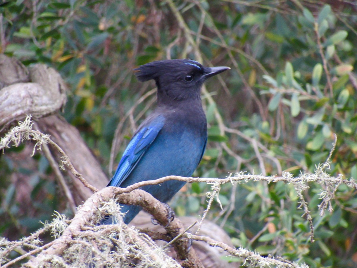 Steller's Jay - ML610006690