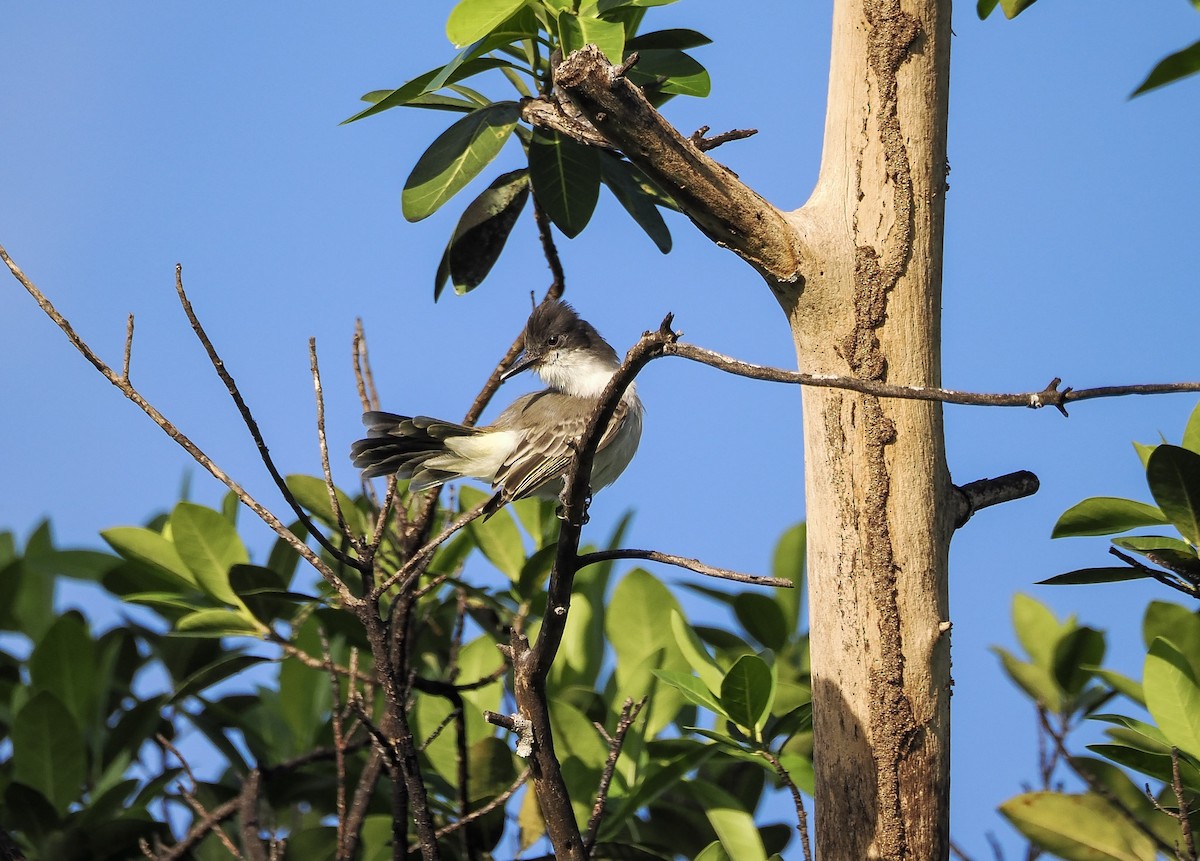 Loggerhead Kingbird - ML610006767