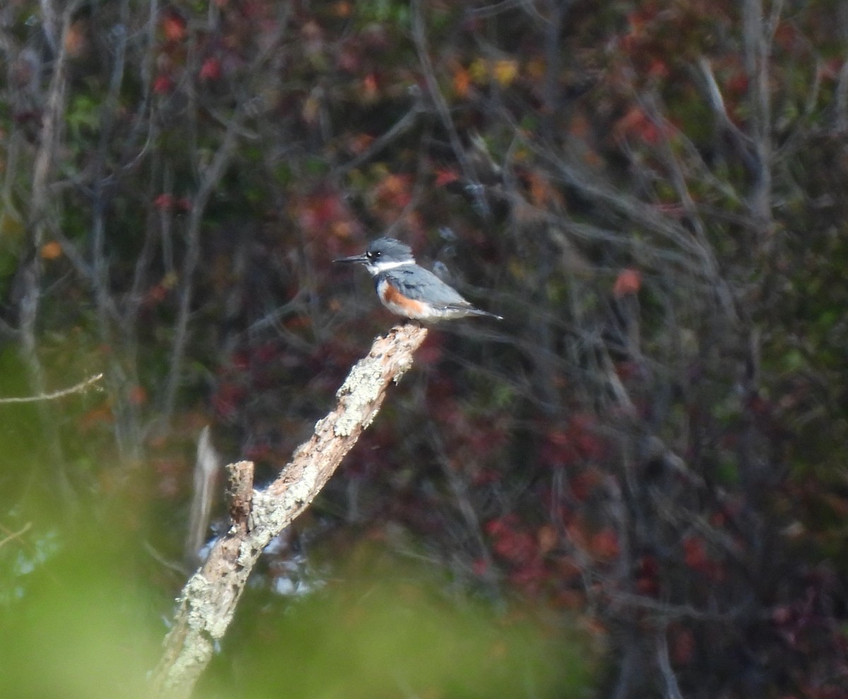 Belted Kingfisher - ML610006785