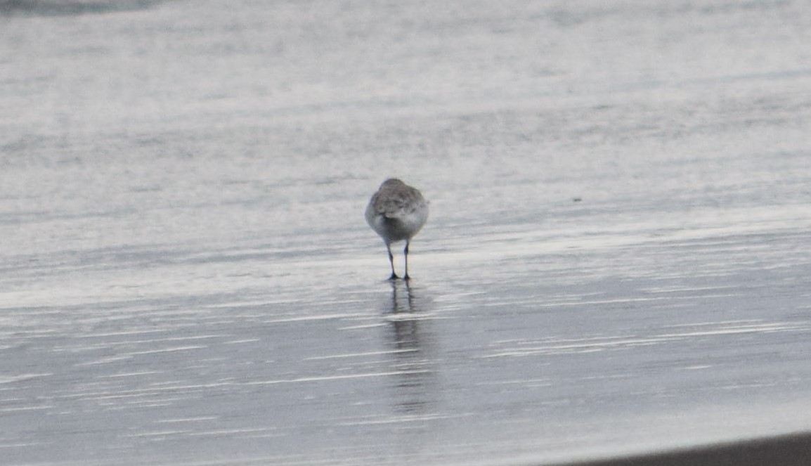 Bécasseau sanderling - ML610006851