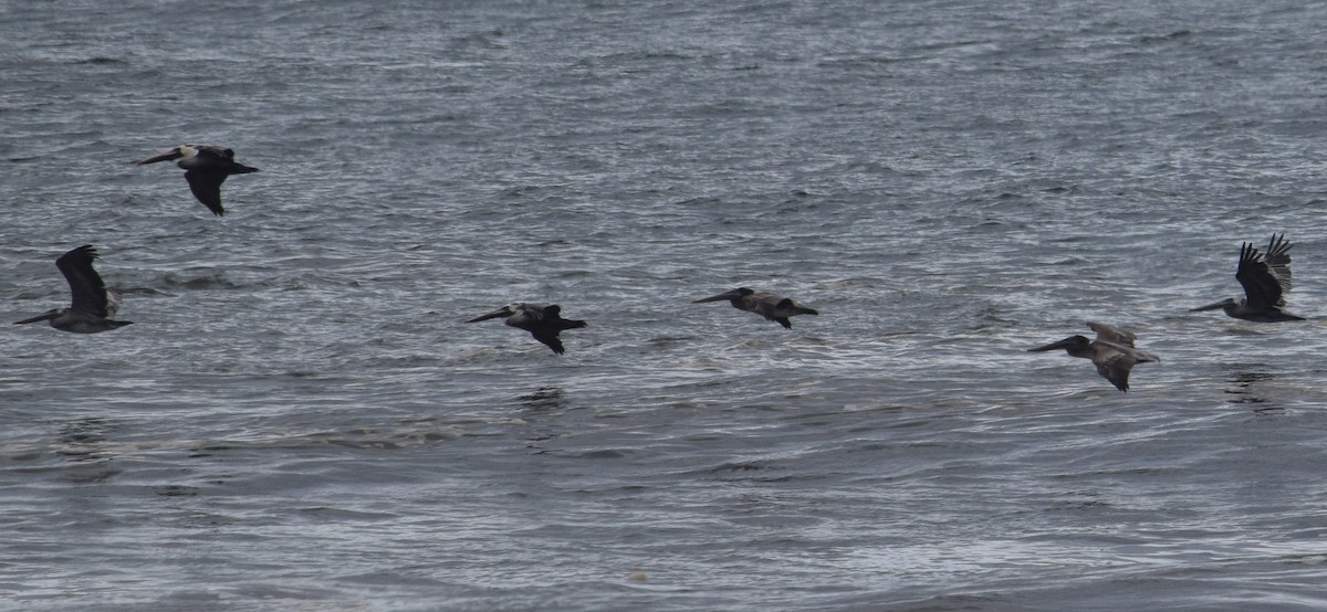 Brown Pelican - ML610006862