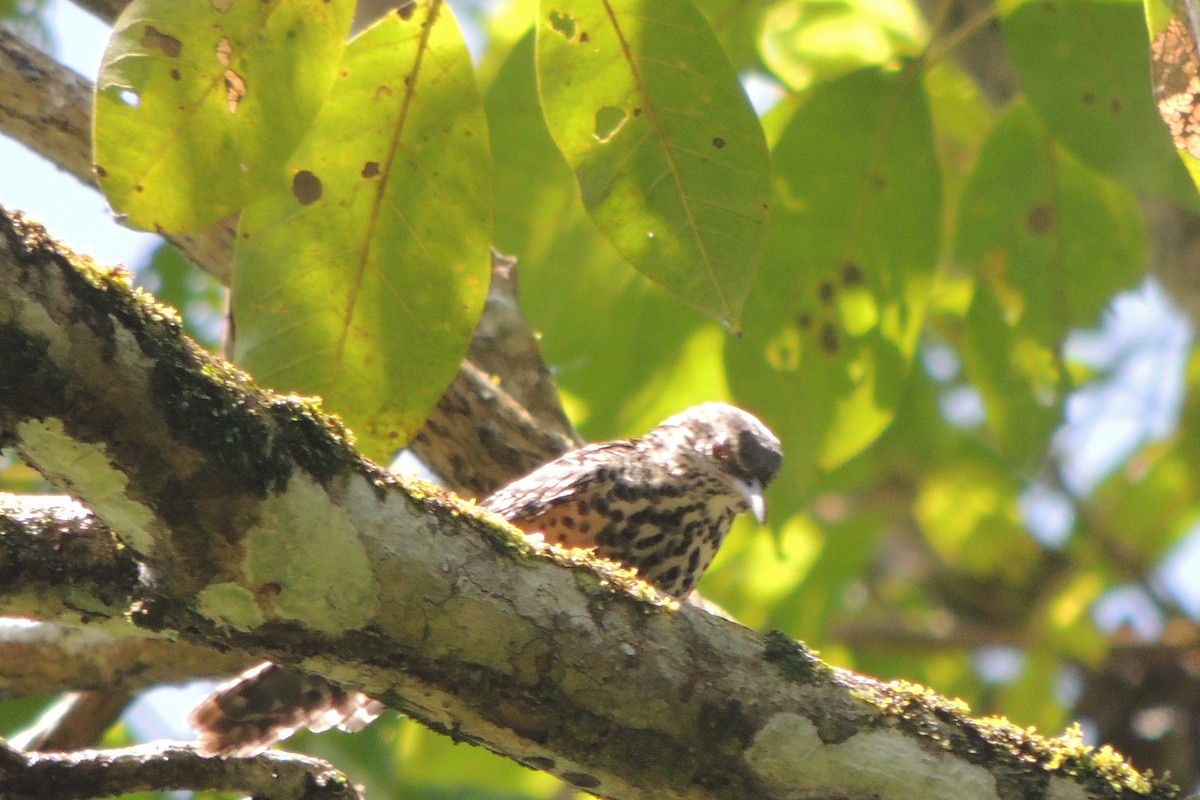 Band-backed Wren - ML610006882