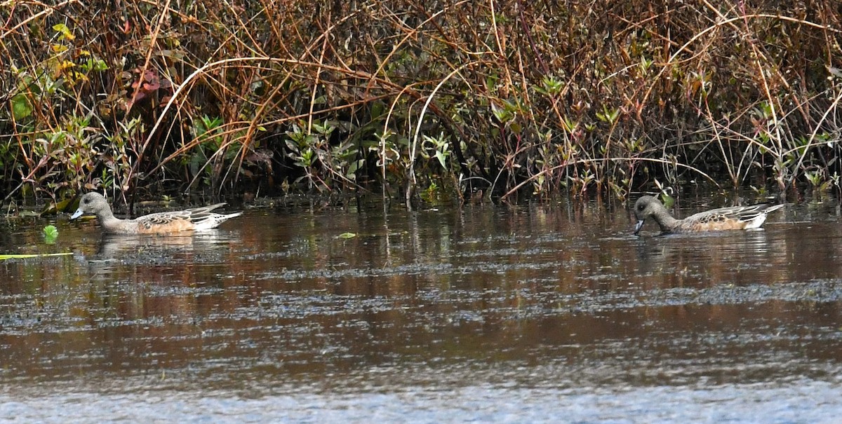 American Wigeon - ML610006905