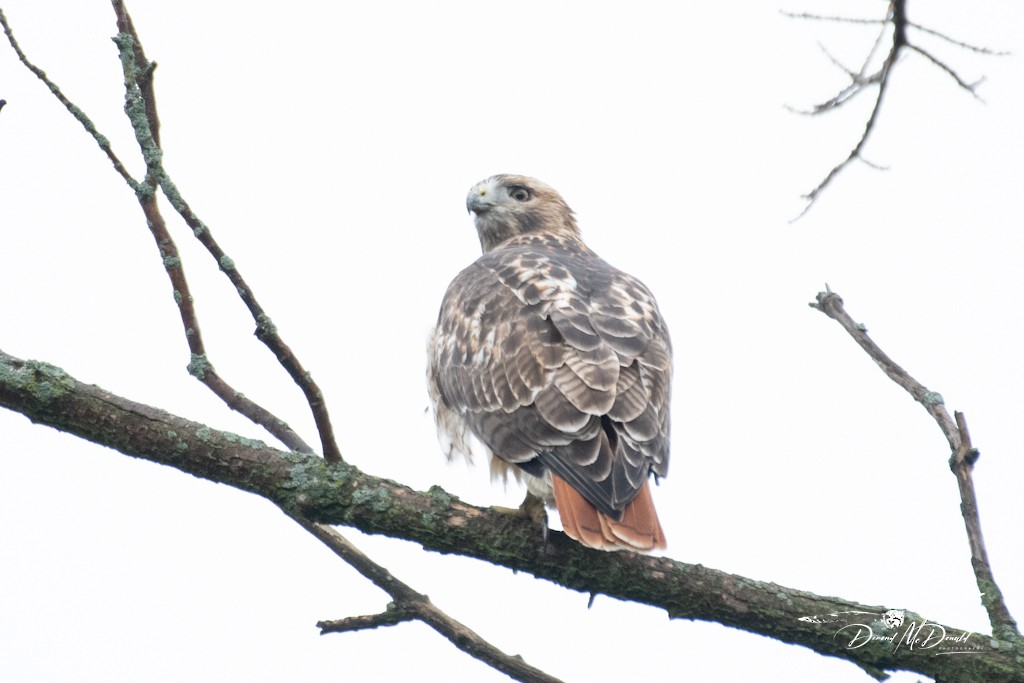 Red-tailed Hawk - ML610006933