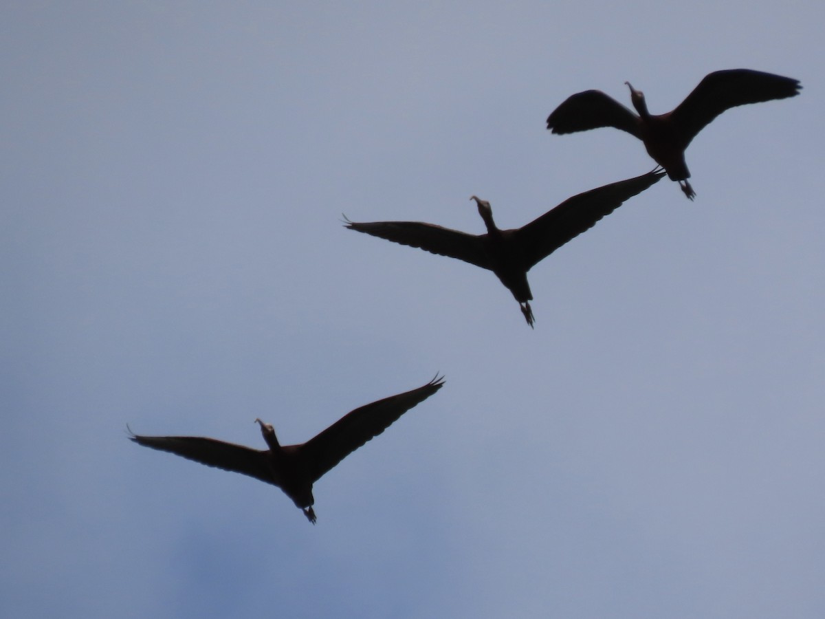 ibis americký - ML610007093