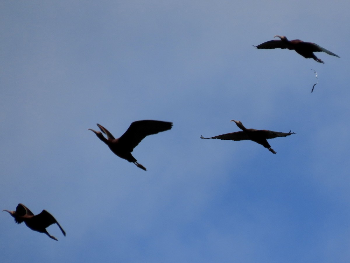 ibis americký - ML610007095