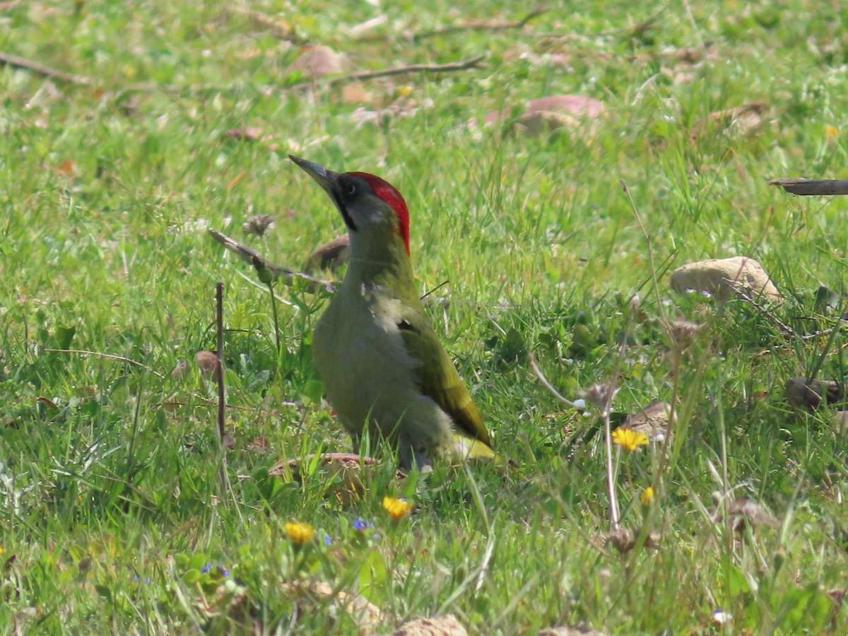 Levaillant's Woodpecker - ML610007156